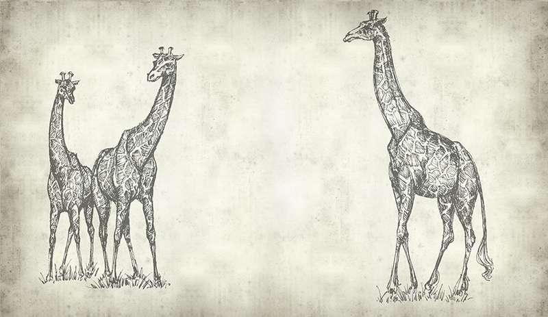 Carta da parati Giraffe Carta da parati Giraffe