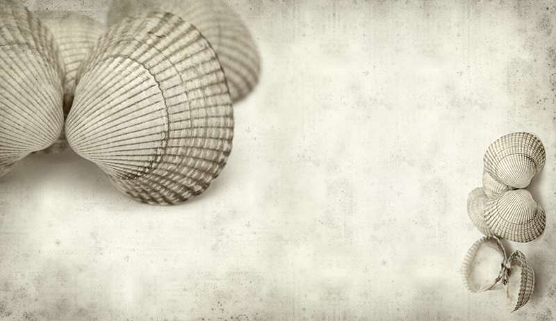 Carta da parati Shells