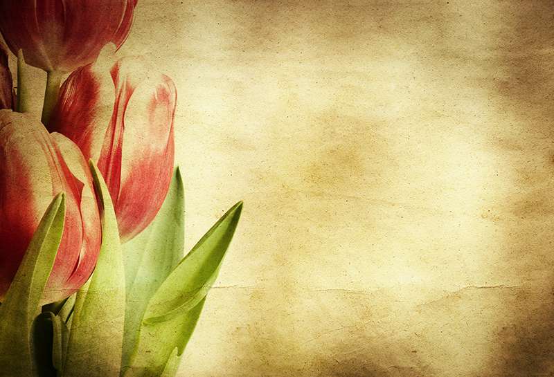 Carta da parati Tulipani