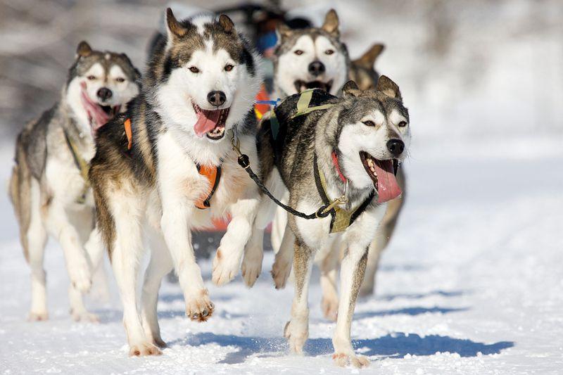 Carta da parati Cani da Slitta
