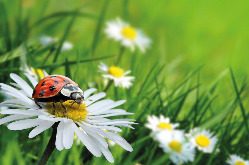 Carta da parati Coccinella