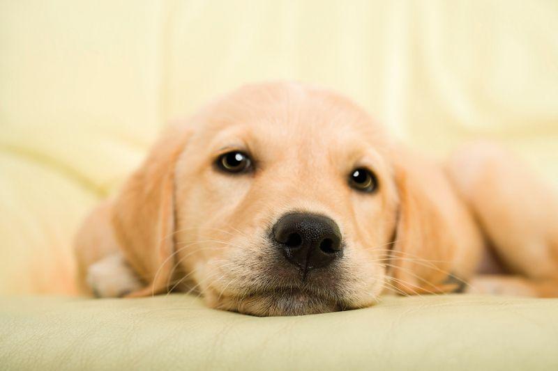 Carta da parati Cucciolo di Cane