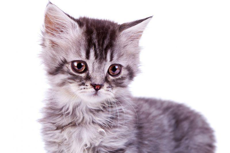 Carta da parati Gattino