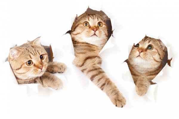 Carta da parati Gatto Curioso