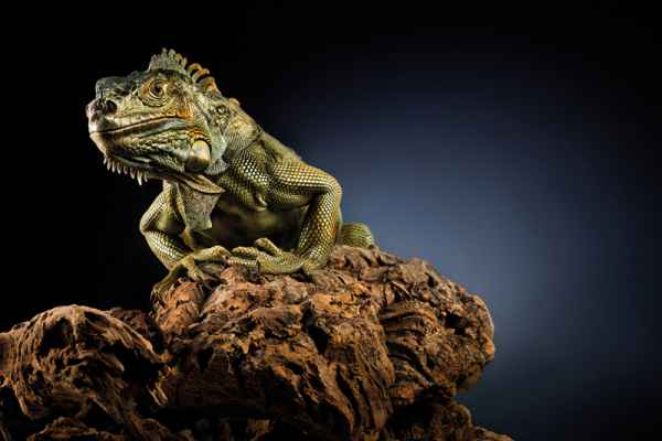 Carta da parati Iguana Drago