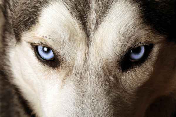 Carta da parati Occhi di Husky