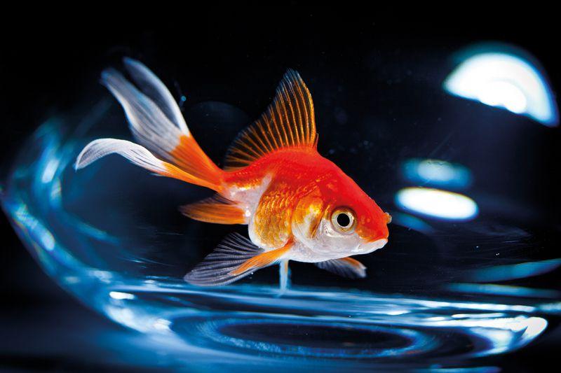 Carta da parati Pesce Rosso