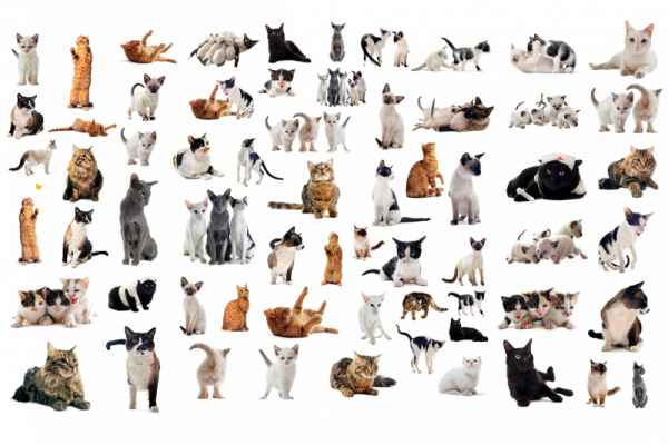Carta da parati Razze Gatti