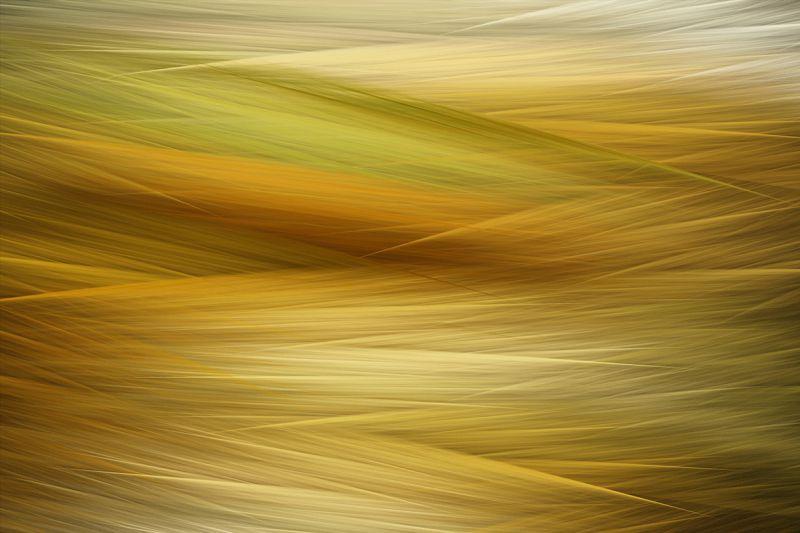 Carta da parati Capelli Oro