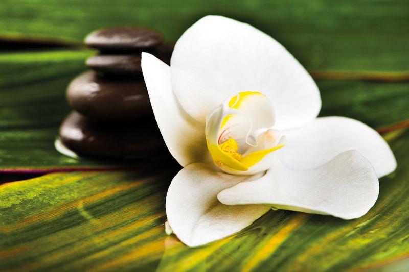 Carta da parati Fiore Wellness