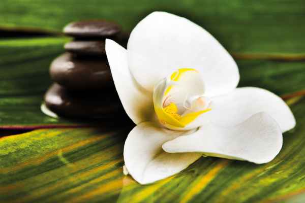 Carta da parati Fiore Wellness