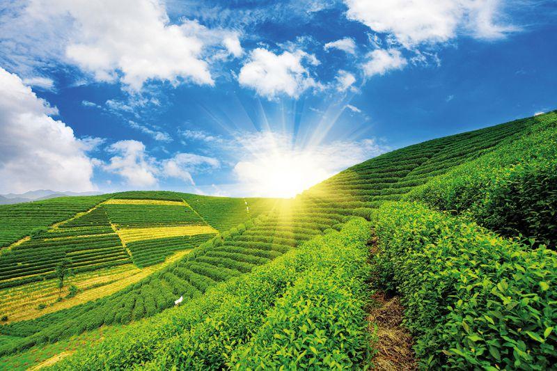Carta da parati Colline