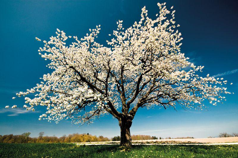Carta da parati Albero Fiori Bianchi