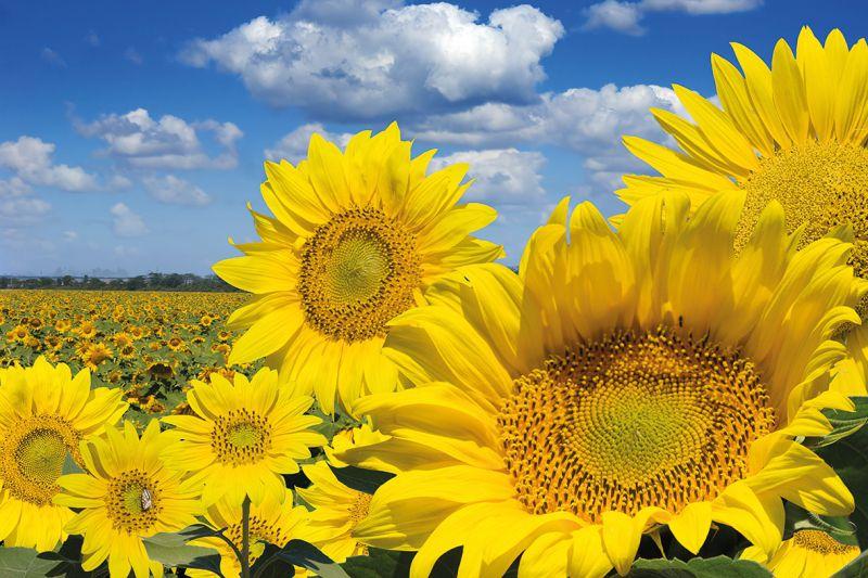 Carta da parati Campo Girasoli