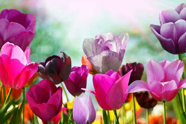 Carta da parati Campo Tulipani