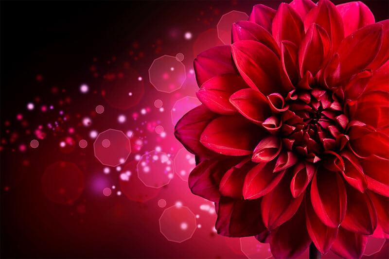 Carta da parati Dahlia