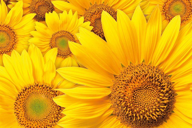 Carta da parati Girasoli 1