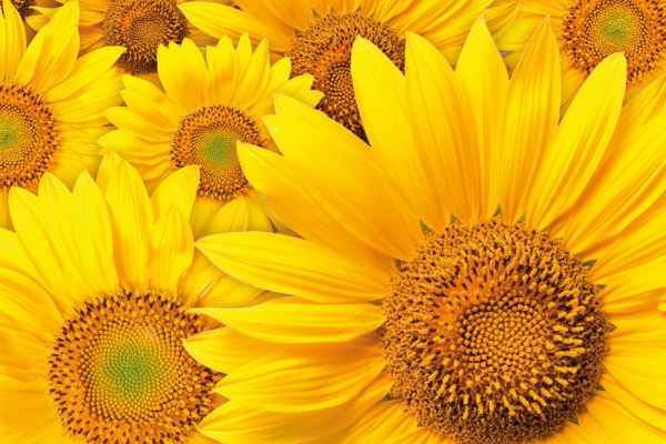 Carta da parati Girasoli 1