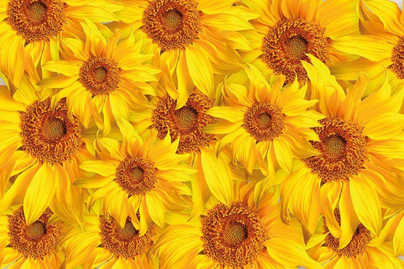 Carta da parati Girasoli Fondo