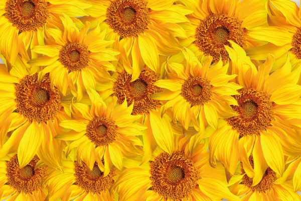 Carta da parati Girasoli Fondo