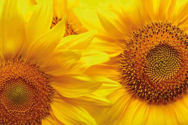 Carta da parati Girasoli Macro