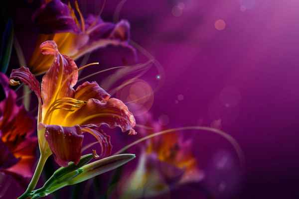 Carta da parati Orchidea 2