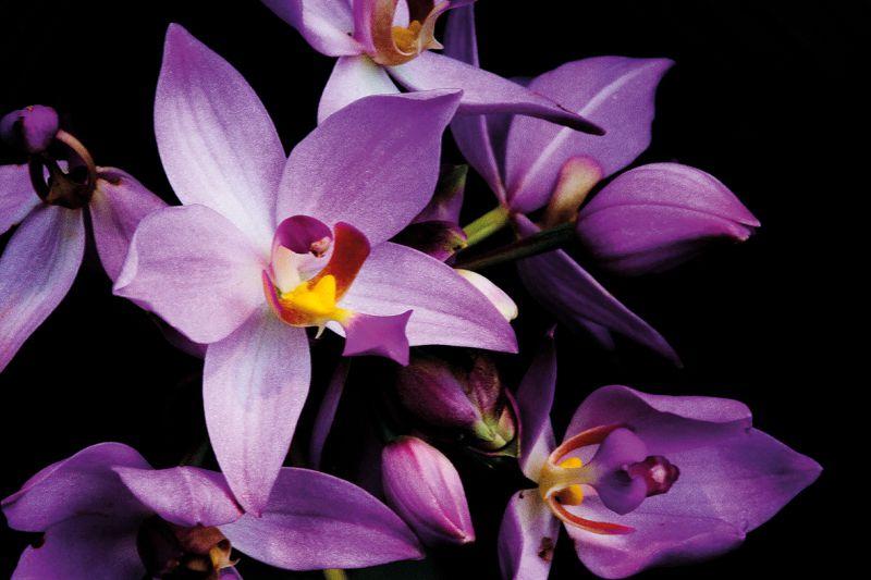 Carta da parati Orchidea 1