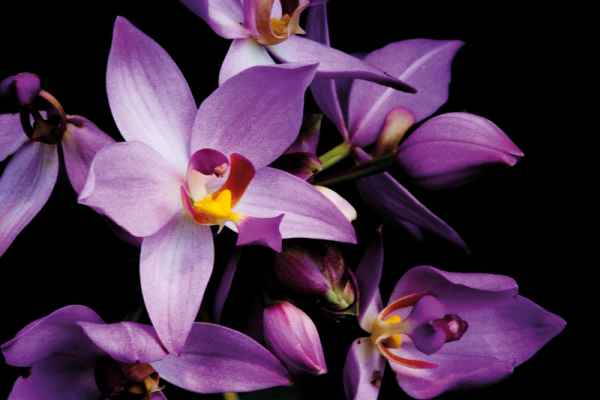 Carta da parati Orchidea 1