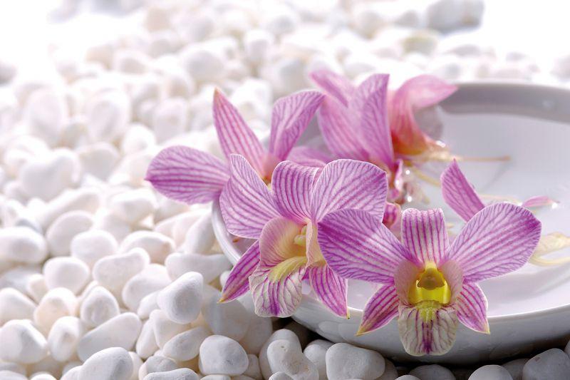 Carta da parati Orchidea
