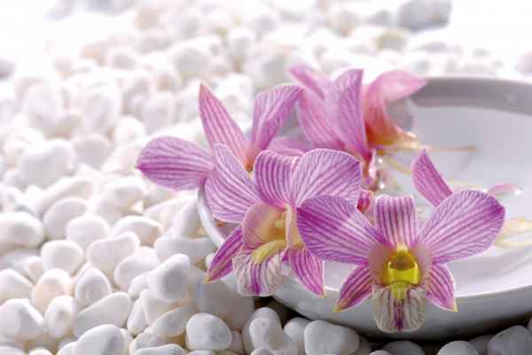 Carta da parati Orchidea