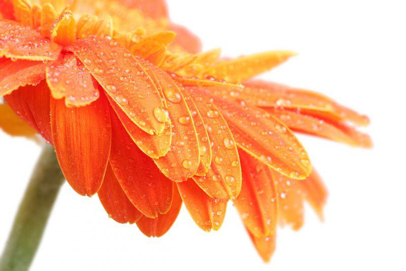 Carta da parati Petali Arancio