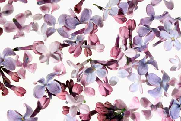 Carta da parati Petali di Lillà
