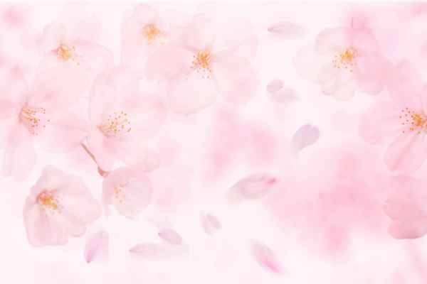 Carta da parati Petali rosa