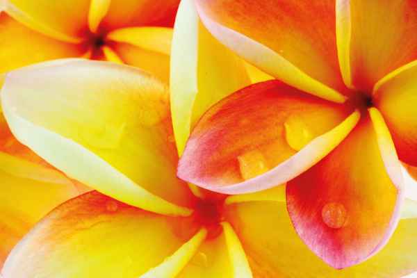 Carta da parati Petali Rosso Giallo