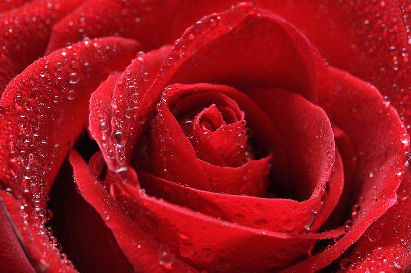 Carta da parati Rosa con Gocce