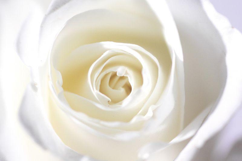 Carta da parati Rosa Macro Bianca
