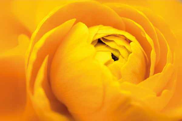 Carta da parati Rosa Macro Gialla