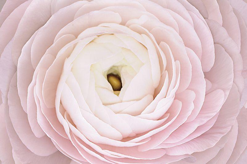 Carta da parati Rosa Macro Pink