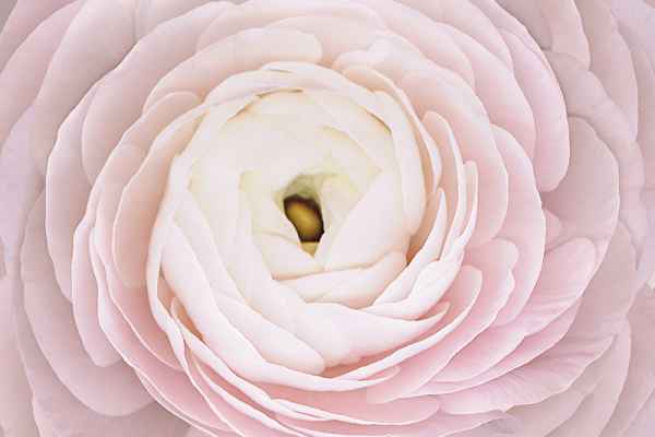 Carta da parati Rosa Macro Pink