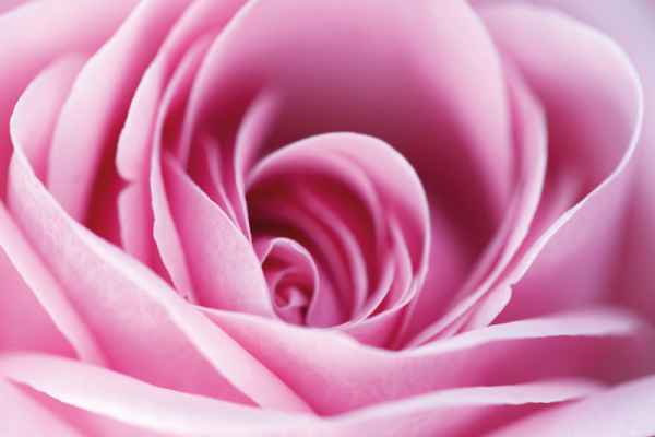 Carta da parati Rosa Macro Rosa