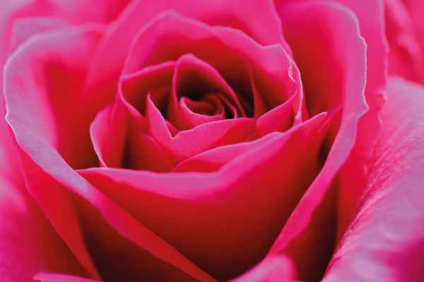 Carta da parati Rosa Macro Rossa