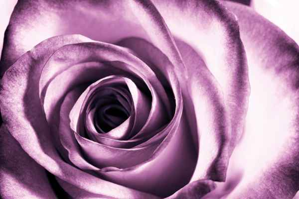 Carta da parati Rosa Macro Viola