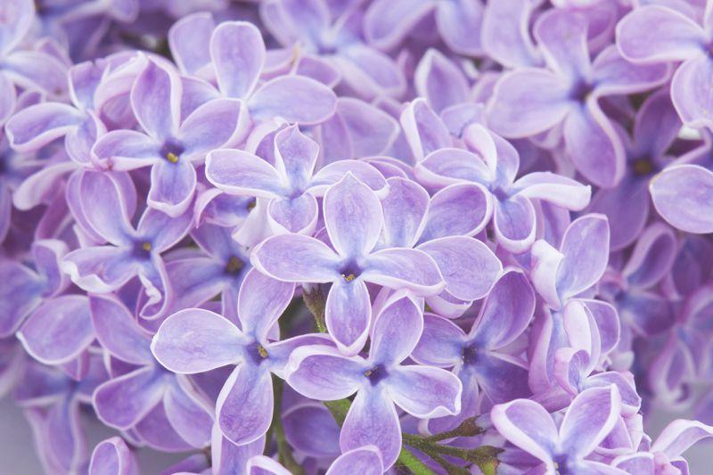 Carta da parati Violetta