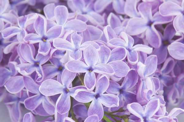 Carta da parati Violetta