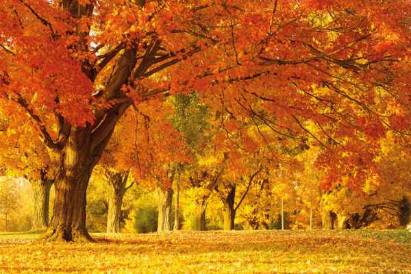 Carta da parati Autunno 1