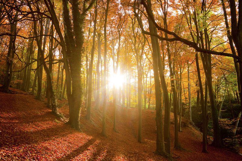 Carta da parati Bosco al tramonto