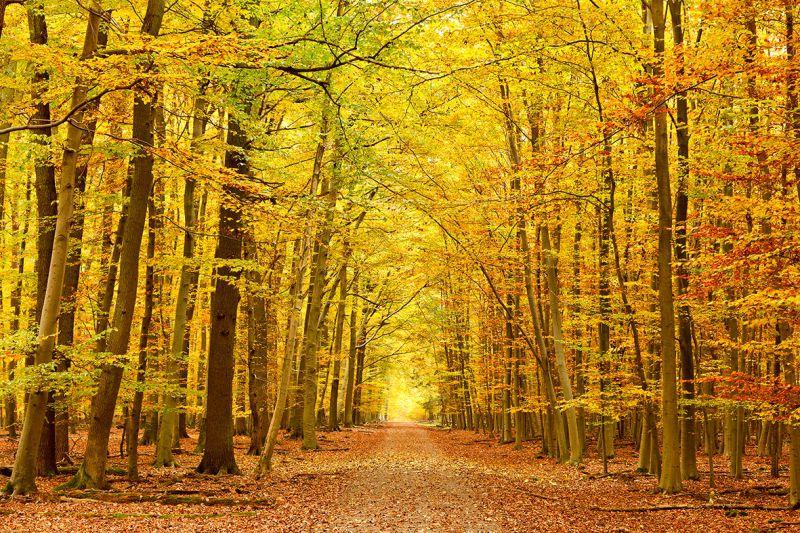 Carta da parati Bosco autunnale
