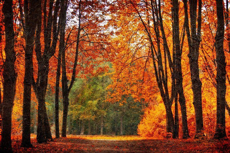 Carta da parati Bosco su tela