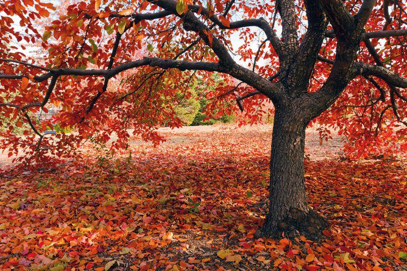 Carta da parati Foglie Rosse