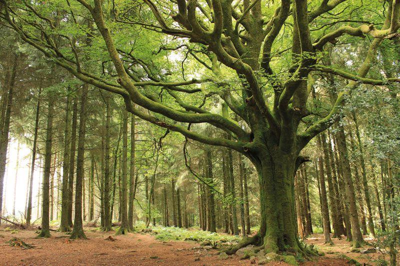 Carta da parati Foresta Europea